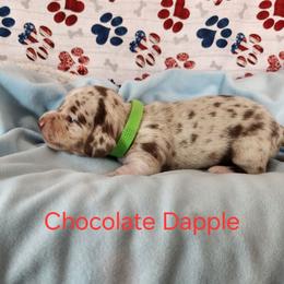 Girl 2 - Chocolate and cream female Dachshund puppy in Lovell, Wyoming from Bernstein Doxies