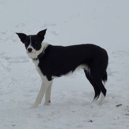 Border Collies from Rebecca's Collies