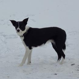 Border Collies from Rebecca's Collies