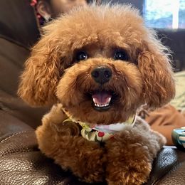 Ginger - Poodle