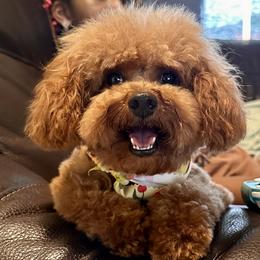 Ginger - Poodle
