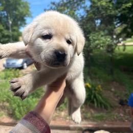 Croc- black collar - Yellow male Labrador Retriever puppy in Isanti, Minnesota from Four Corners Family Labs