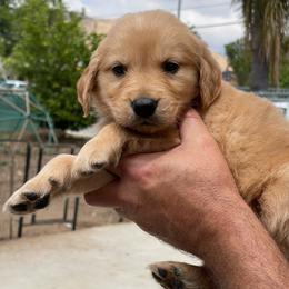 Boy 1 Green collar - Golden male Golden Retriever puppy in Yucaipa, California from Blessed Goldens