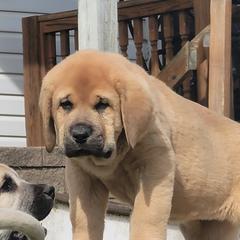Girl 1 - Spanish Mastiff puppy in Prosperity, Pennsylvania from Prosperity Guardians