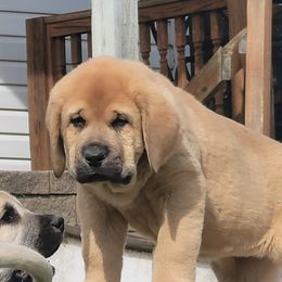 Girl 1 - Spanish Mastiff puppy in Prosperity, Pennsylvania from Prosperity Guardians