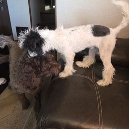 Jax - White and black male Chinese Crested puppy in Utah from Mlee puppies