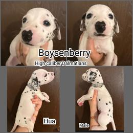 Boy 5 - male Dalmatian puppy in Mesquite, Texas from Dallas Dalmatians