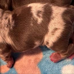 Dapple Boy 2 - Dapple male Dachshund puppy in Madison, Indiana from Jensen Dobermans and Dachshunds