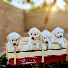Golden Retriever Puppies from Top Gun Golden Retrievers