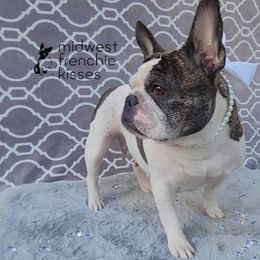 Su - French Bulldog