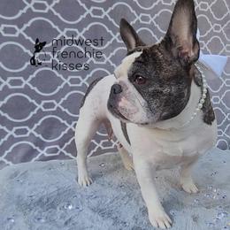 Su - French Bulldog