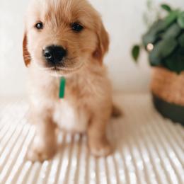 Golden Retriever Puppies from Gillit Family Goldens of NTX