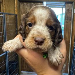 Boy 2 - Liver white and tan male English Springer Spaniel puppy in Fort Meade, Florida from Lake in the Hills Springers