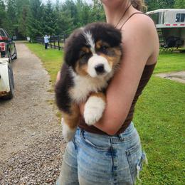 Anthony - Black tri-color male Australian Shepherd puppy in Croswell, Michigan from Platinum Edition Australian Shepherds