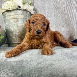 Connor - Red male Irish Doodle puppy in Hammond, Wisconsin from Queen of the Hill Puppies