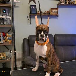 Bowie - Brindle male Boxer puppy in Milliken, Colorado from Halo Boxers