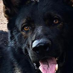 German Shepherds from MLH kennels