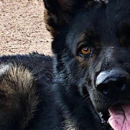 German Shepherds from MLH kennels