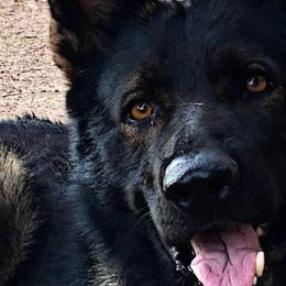 German Shepherds from MLH kennels