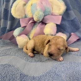 Ms. Lilac - Cream female Goldendoodle puppy in Blue Springs, Missouri from Farmstead 51