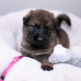 German Shepherd Puppies from Reign Land