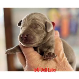Irish - Chocolate female Labrador Retriever puppy in Sullivan, Missouri from O’Dell Labs