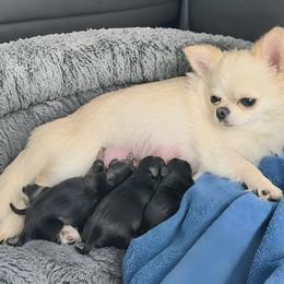 Puppy 2 - Blue and white female Chihuahua puppy in Monterey County, California from Dei’s Chihuahuas