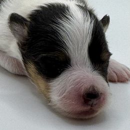 DERBY - Black & tan male Toy Shetland Sheepdog puppy in Livonia, Michigan from M7’s Shelties, Toonies & AussieDoodles