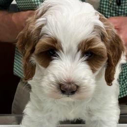 Poppy - female Golden Mountain Doodle puppy in Travelers Rest, South Carolina from Bailey Mountain Doodles