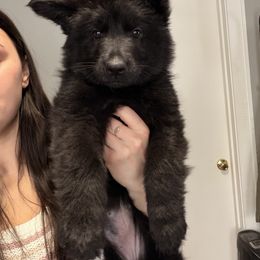 Wicca - Black female German Shepherd puppy in Perrysburg, Ohio from Fancy GSDs