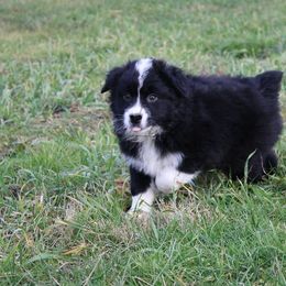 Australian Shepherd and Toy Australian Shepherd Puppies from Little Creek Ranch