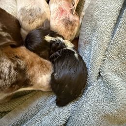 Girl 3 - Piebald female Dachshund puppy in Paisley, Florida from Pantheon Dachshunds