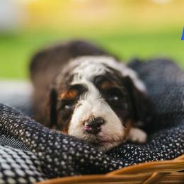 Bo - Tri-color male Bernedoodle puppy in Stuart, Oklahoma from G Ridge Kennels