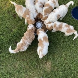 Goldendoodle Puppies from Kennedy Doodles