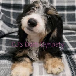 KAITLYN 4000 - Black and cream female Dachshund puppy in Gatesville, Texas from CJ's Dach Dynasty
