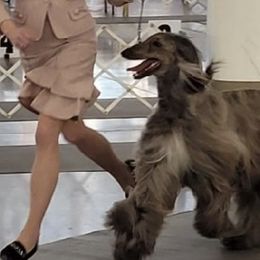 Afghan Hounds from Sukara Hounds