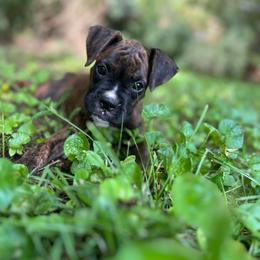 Girl 2 - Brindle female Boxer puppy in Prestonsburg, Kentucky from Diamond Standard Boxers