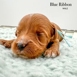 Blue Ribbon - Red  male Goldendoodle puppy in Sunman, Indiana from Brunsman Country Doodles LLC