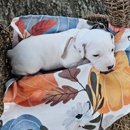 Ariel - White and black female Dalmatian puppy in Katy, Texas from Lone Star Dalmatians