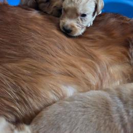 Girl 1 - Dark golden female Golden Retriever puppy in Forest Lake, Minnesota from Northern Lights Goldens