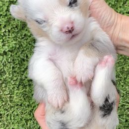 American Corgis, Australian Cattle Dogs, and Pembroke Welsh Corgis from Tompkins Farm