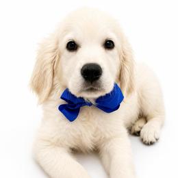 Hank - Light golden male Golden Retriever puppy in Chicago, Illinois from Urbane Retrievers