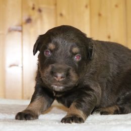 Rosie - Red tri-color female Australian Shepherd puppy in Macon, Georgia from Shaina’s Shepherds