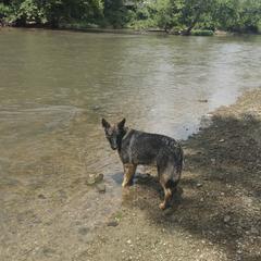 Daisy - German Shepherd