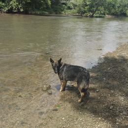 Daisy - German Shepherd