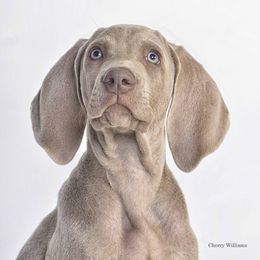 Weimaraner Puppies from About Time Weimaraners