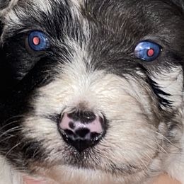 Aussiedoodle, Australian Shepherd, and Toy Australian Shepherd Puppies from Tumblin T Aussies and Aussiedoodles