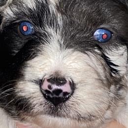 Aussiedoodle, Australian Shepherd, and Toy Australian Shepherd Puppies from Tumblin T Aussies and Aussiedoodles