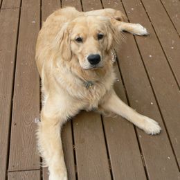 Golden Retrievers from Aspire Golden Retrievers