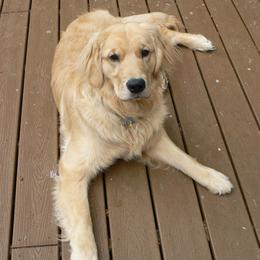 Golden Retrievers from Aspire Golden Retrievers